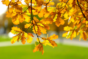 Naklejka na ściany i meble Beautiful oak leaves on a tree branch on bright autumn day