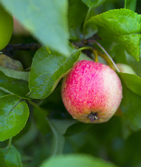 apple on apple tree white yellow red white pouring grows in drops of dew copy space
