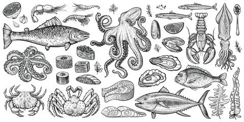 Seafood vector illustrations. Hand drawn line sea fishes, oysters, lobster, squid, octopus, crabs, prawns, fish fillet. Laminaria and wakame seaweeds. Healthy food natural set