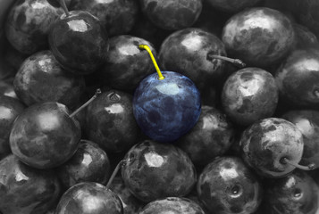 background texture plum blue color on black and white monochrome fruit fruit sweet matte beautiful...