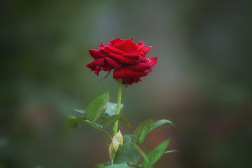 Rose in garden