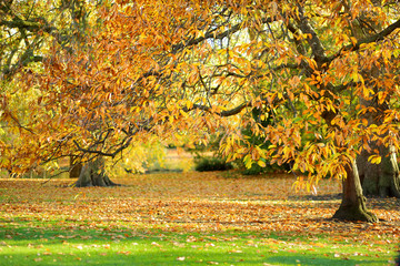 Colorful city park scene in the fall with orange and yellow foliage. Autumn scenery in Vilnius, Lithuania.