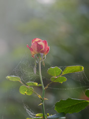 Rose in garden