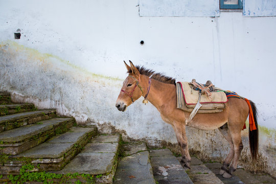 Working Mule stands on stone stairs taking a rest while waiting for his driver in Annapurna, Nepal.