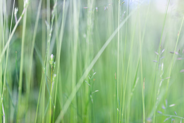 Grass in backyard close view summer background