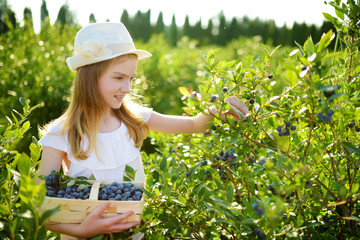 Cute little girl picking fresh berries on organic blueberry farm on warm and sunny summer day