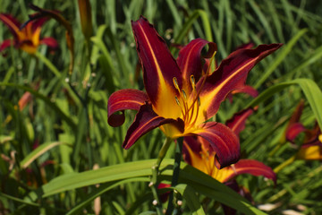 Eine wundersch&ouml;ne rot-gelbe Bl&uuml;te