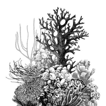 Hand drawn coral reef