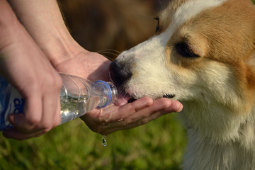 Sunstroke, health of pets in the summer. Puppy Corgi pembroke on a walk. How to protect your dog...