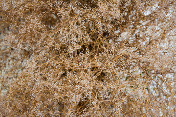 Abstract dried flower background.