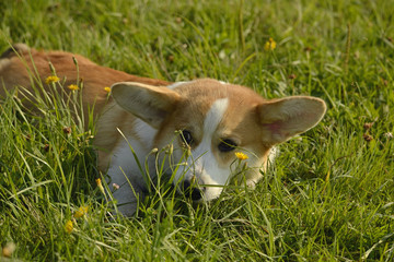 Sunstroke, health of pets in the summer. Puppy Corgi pembroke on a walk. How to protect your dog...