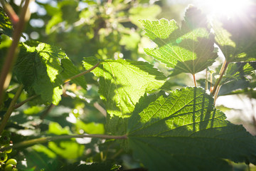 Red currant leaves close-up in sunlight