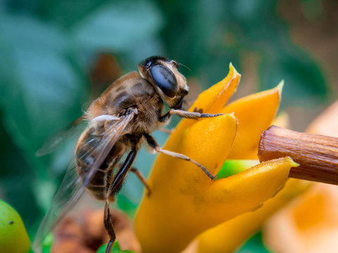 bee