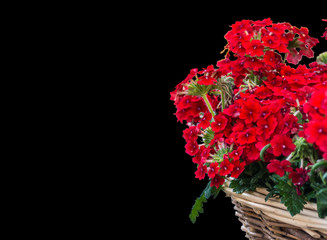 Isolated basket with red petunias