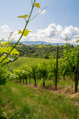 Obraz premium Weingarten in Gamlitz bei wolkigen blauem Himmel
