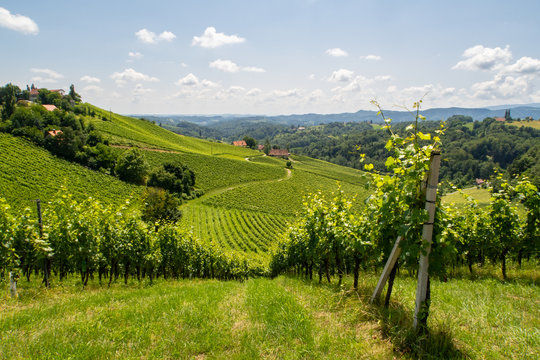 Gamlitzer Weingarten in der sch&ouml;nen S&uuml;dsteiermark