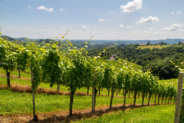 Fototapeta na wymiar Schöner Weingarten mit Weinreben in der südlichen Steiermark