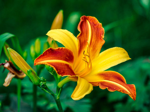 Yellow orange flower