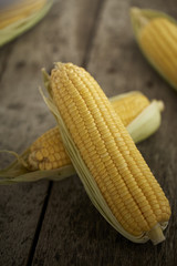 Fresh sweet corn on wooden table