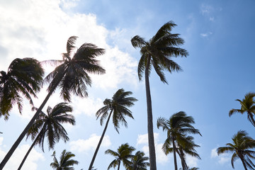 Fototapeta na wymiar Coconut Palm Trees Summer Sunny Sky