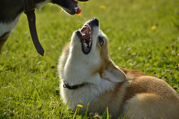 Dogs play with each other. Puppy Corgi pembroke. Merry fuss puppies. Aggressive dog. Training of...
