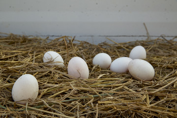 Duck eggs on the nest