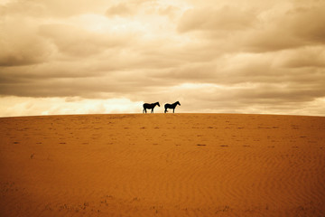 Fototapeta na wymiar Couple Horses 