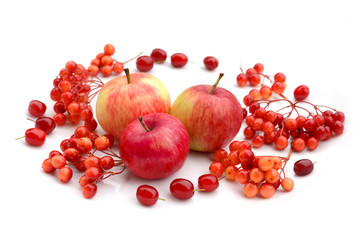 Autumn harvesting. Composition of fruits, berries on a white background. Apples, viburnum, dogwood.