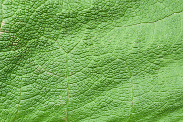 Grüne Blatt Adernetz. Naturkräfte  