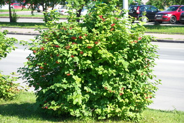 Russia, Siberia, Kemerovo, Berries of Red Baneberry, Actaea rubra on the streets of the city