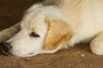 Puppies Thailand