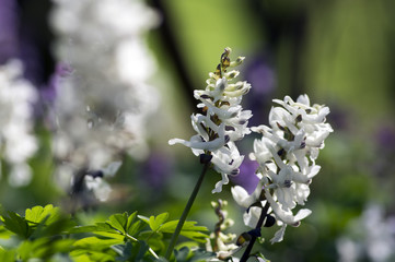 Corydalis cava early spring wild forest flowers in bloom, white flowering ground beautiful small plants with