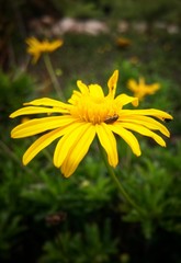 Small black insect bug beetle trapped (caught) in a yellow bright daisy flower. Chrysopsis mariana flower, goldenaster, daisy-like yellow blossom, similar to Jacobaea vulgaris (ragwort).