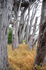 Coastal forest in N. California
