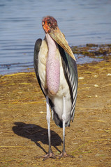 Marabou stork (Leptoptilos crumenifer). Massive wading bird. Scavenger. Nature and travel....