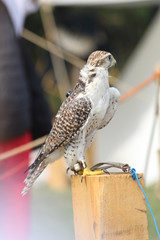 falcon bird