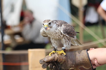 falcon bird
