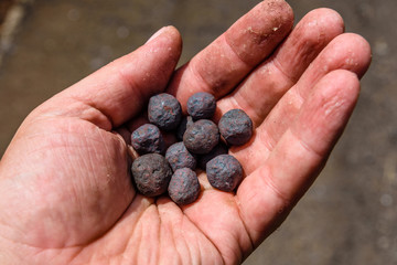 Iron ore taconite pellets in a worker hand