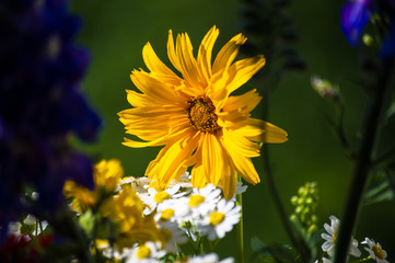 a bouquet of bright spring flowers of various types