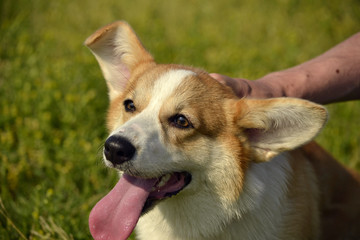 Puppy Corgi pembroke on a walk. Young energetic dog on a walk. Puppies education, cynology, intensive training of young dogs. Walking dogs in nature.