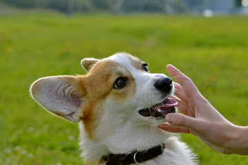 Puppy Corgi pembroke on a walk. Young energetic dog on a walk. Puppies education, cynology, intensive training of young dogs. Walking dogs in nature.