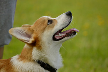 Obraz premium Puppy Corgi pembroke on a walk. Young energetic dog on a walk. Puppies education, cynology, intensive training of young dogs. Walking dogs in nature.