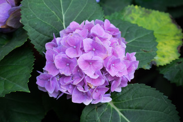 Obraz premium Close up of Hydrangea in the garden.