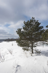 Pine in the snow-covered field