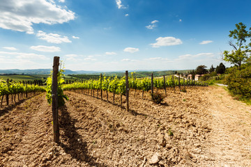 Tuscan vineyards. View of wine field and grape in Italy. Sunny day.