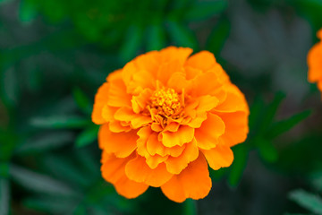 Close up of beautiful Marigold flower ( Mexican, Aztec or African marigold) in the garden. Macro of marigold in flower bed early morning