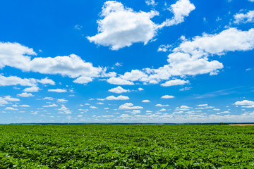 Fototapeta na wymiar Field of the young unripe sunflowers under blue sky and clouds