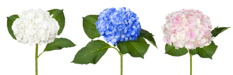 Crédence en verre imprimé Hortensia Joli hortensias blanc bleu et rose