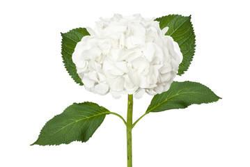 Prachtige witte hortensia