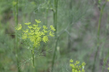 Dill - popular aromatic herb growing as tall and slender stem with softly delicate leaves.